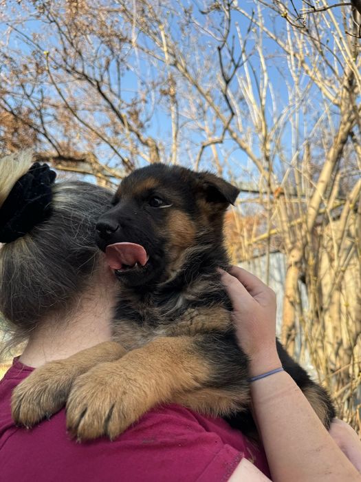 Продаем щенков немецкой овчарки