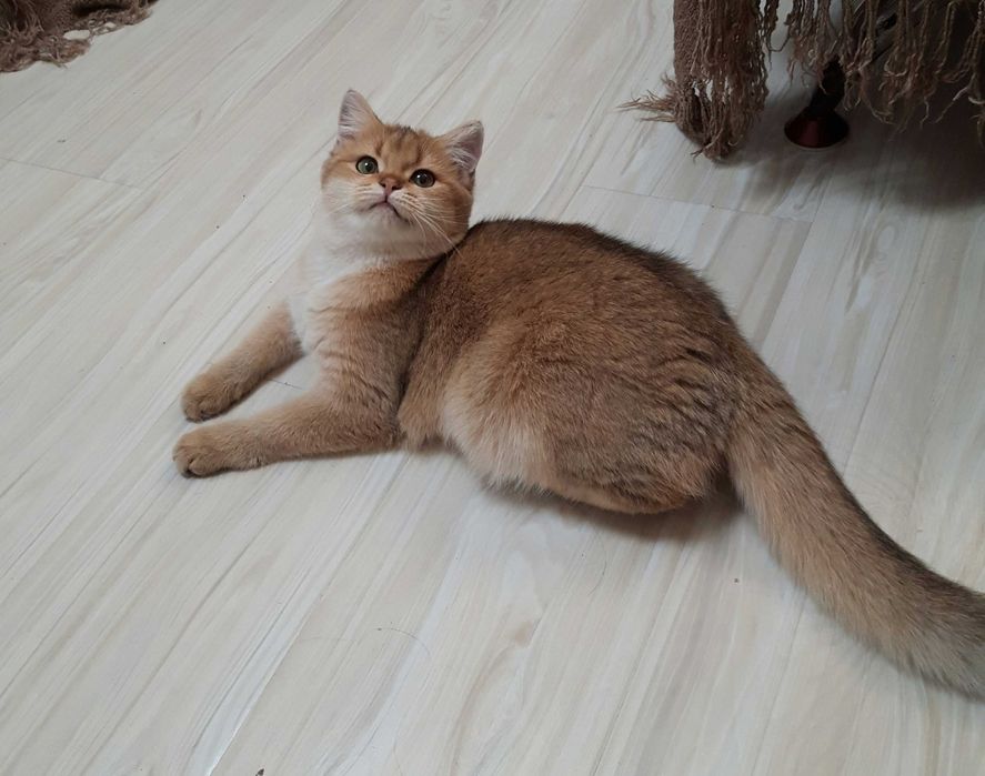 Британский кот золотая шиншилла приглашает кошек на вязку