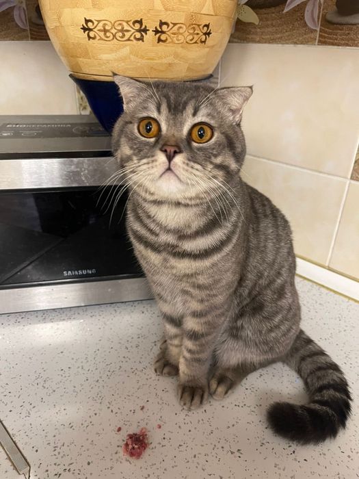 вязка кошки