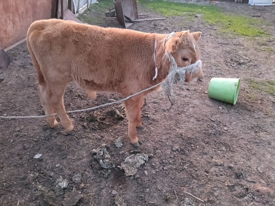 Сиыр сатылады бұзауымен