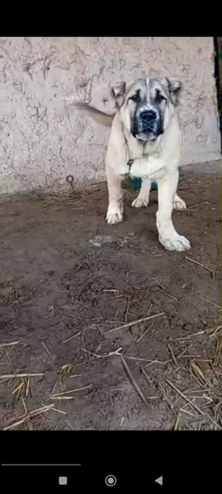 Alabay   liniyasi bor