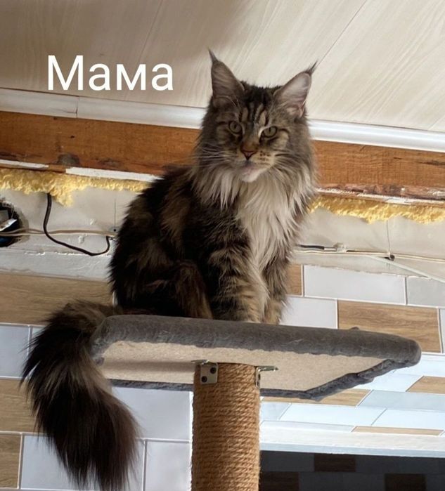 Котята Мейн кунов