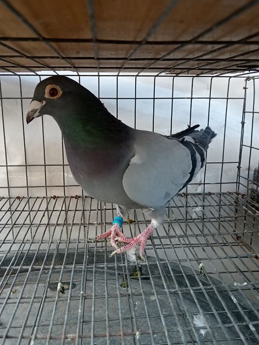 Vând porumbei voiajor 2 femele și un mascul