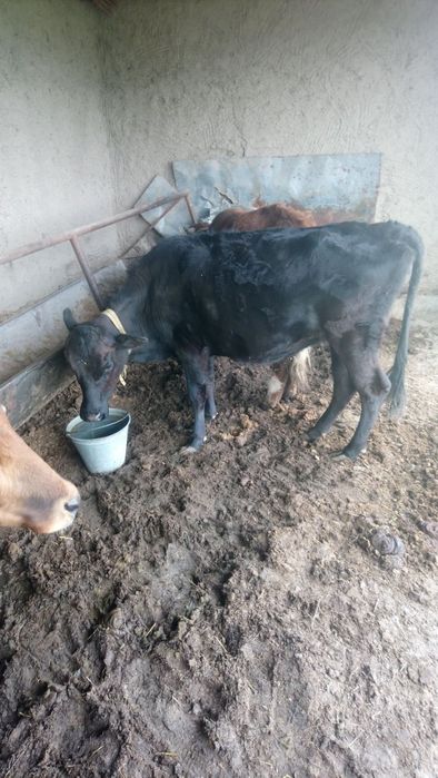 Мернос зотдор кучкор йош ва пародни бокилайотган гуножин сотилади.нарх