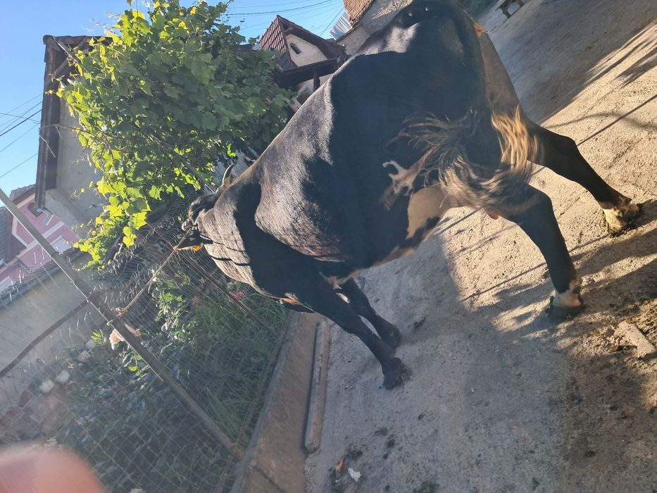 Vand vaca de abator foarte grasa