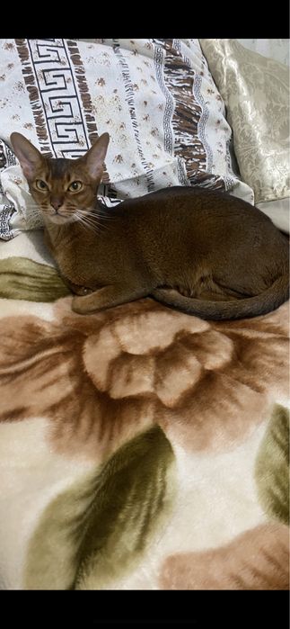 Продам Абессинскую кошку