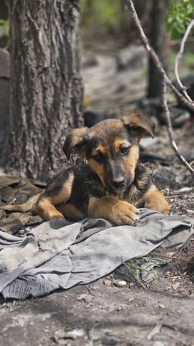 Щенок мальчик, 2.5 месяца