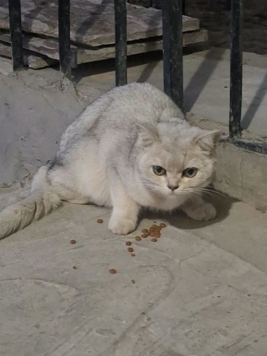 Ищу дом для кошечки