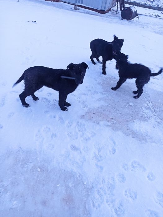 Отдам бесплатно 3 щенков