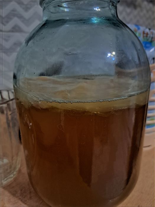 Продам чайный гриб
