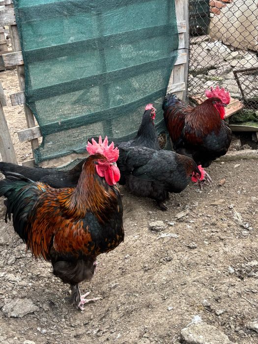 Разплодни яйца от Марани и Амераукани