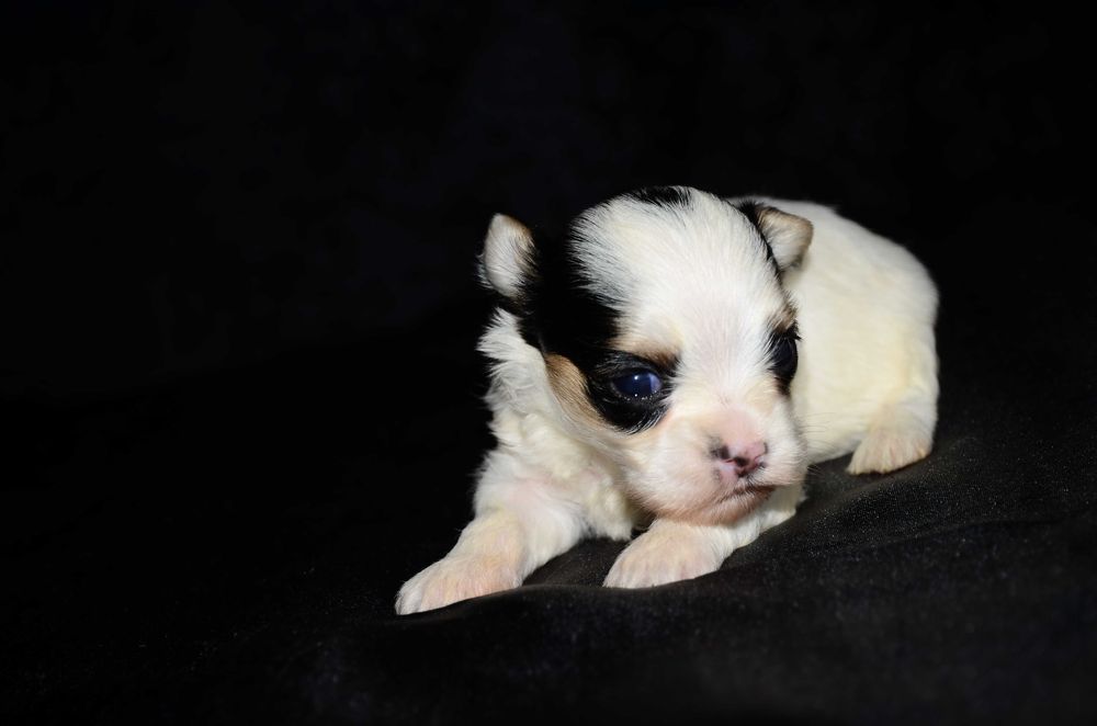 Бивер йоркширский терьер , шикарные биверята!