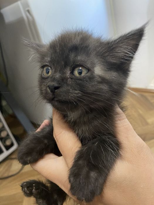 Маленький котенок 1,5 месяц