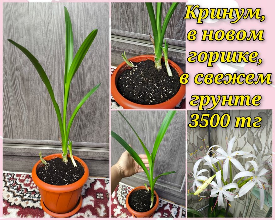 Филодендроны, эпипремнум, кринум