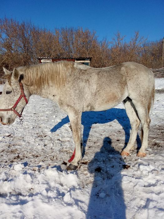 Продам лошадь 6 лет