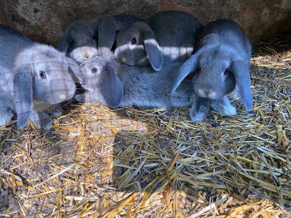 Iepurași de companie Berbec German Pitic