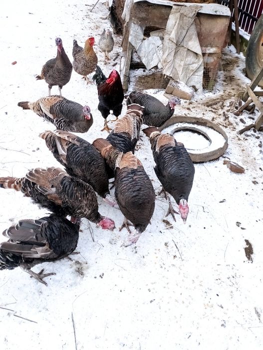 Vând curci și curcani  de anul acesta