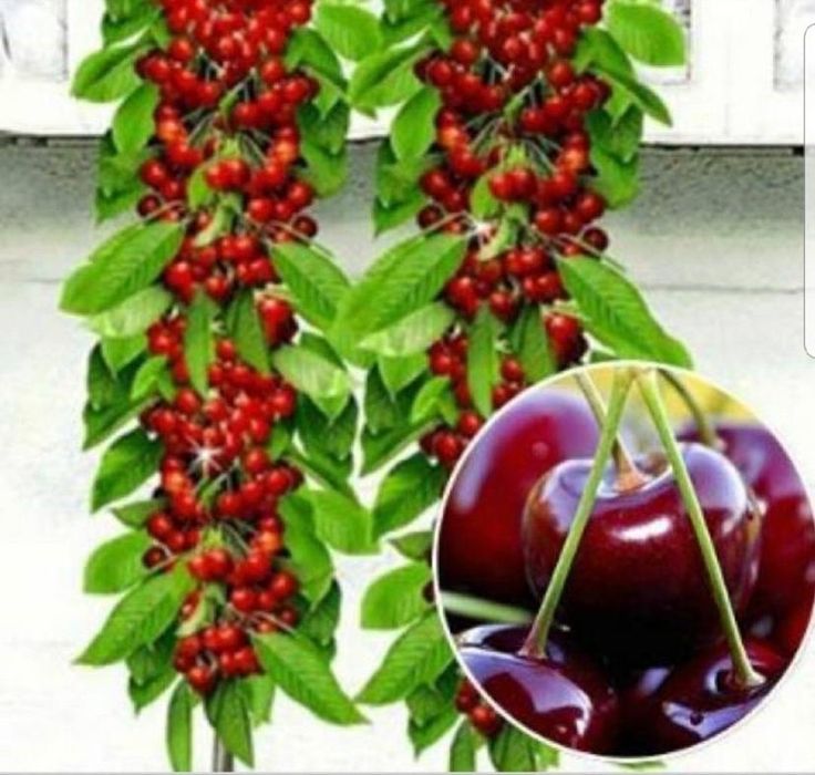 Pomi columnari calitate superioara