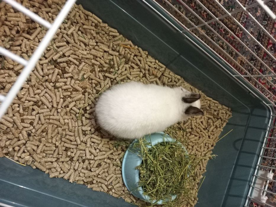 Quyon  dekorativniy karlikoviy