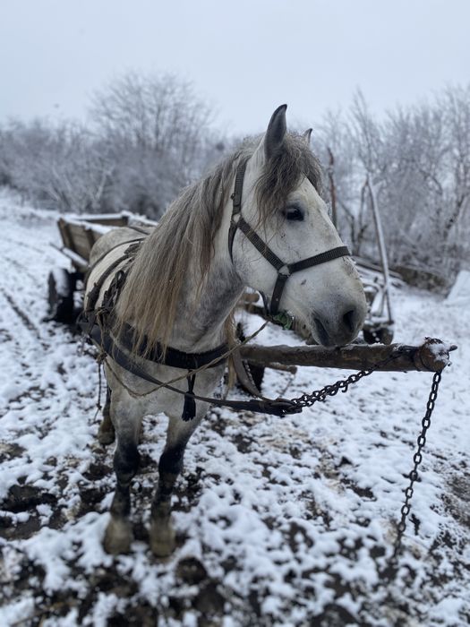 De vanzare !! Un armasar de 8 anii!!