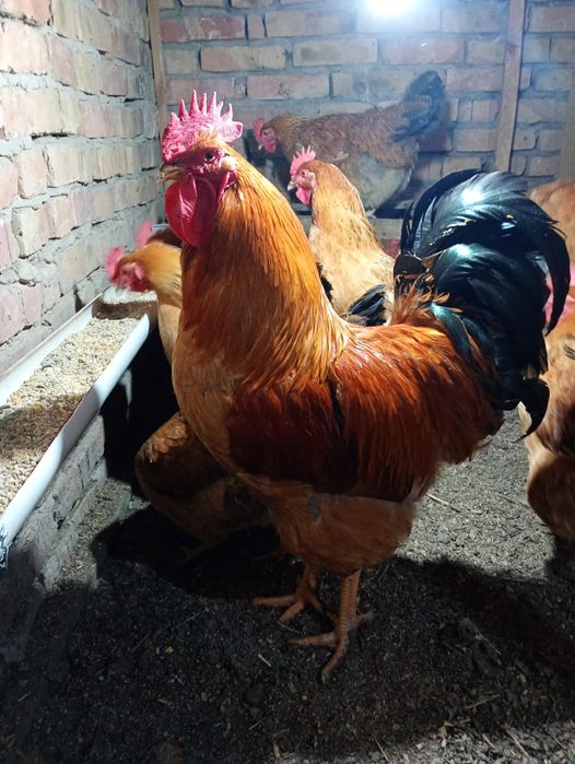 Балапан кучин гигант