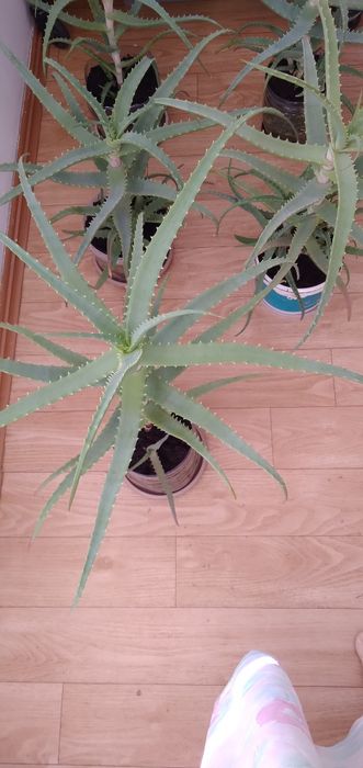 Листья алоэ столетник  5 летний.