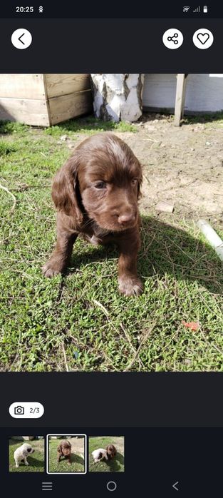 Продам чистокровных Спаниэлев