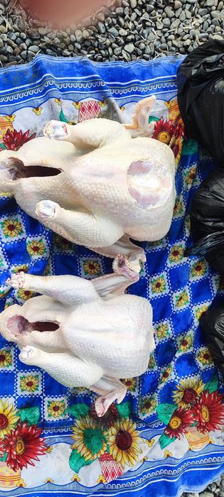 Kurka broller 10kg-20kg