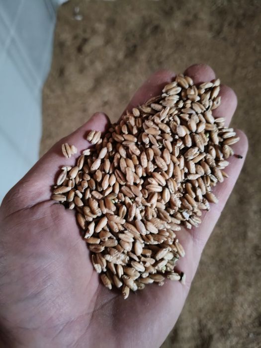 Triticale de vânzare