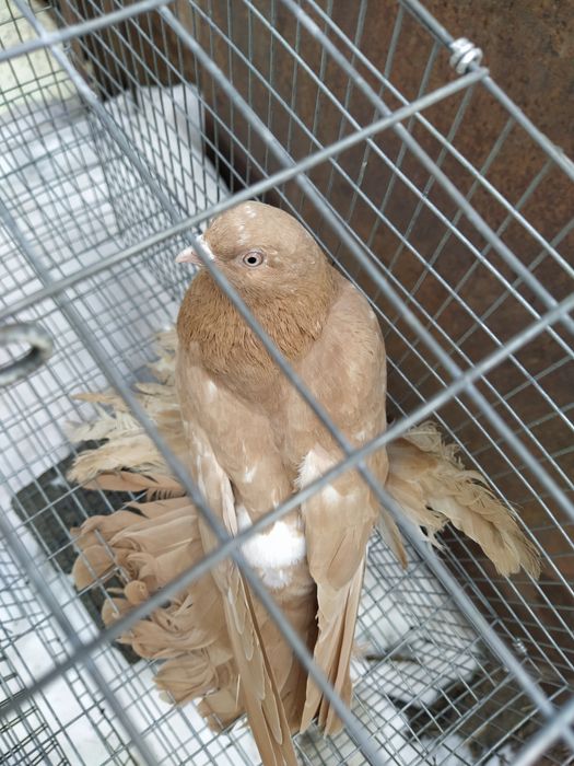 Жолтая Голубка молодая