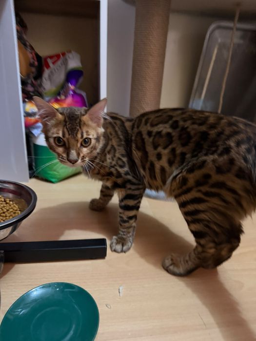 Бенгальский котёнок