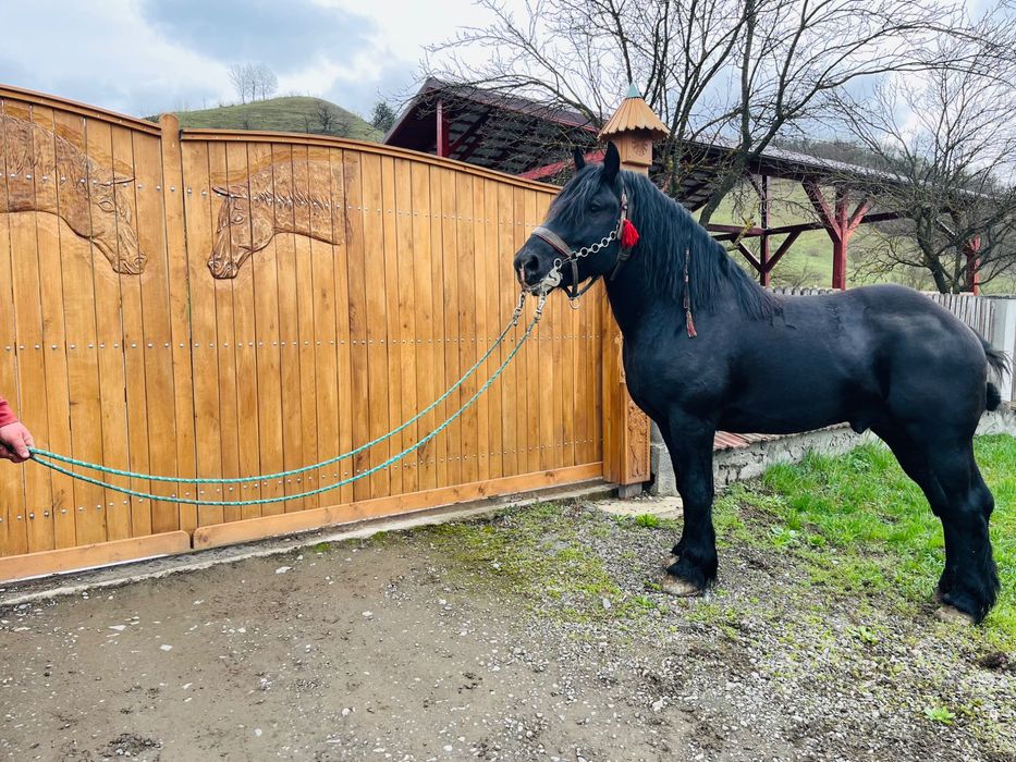 De vanzare armasar 4 ani