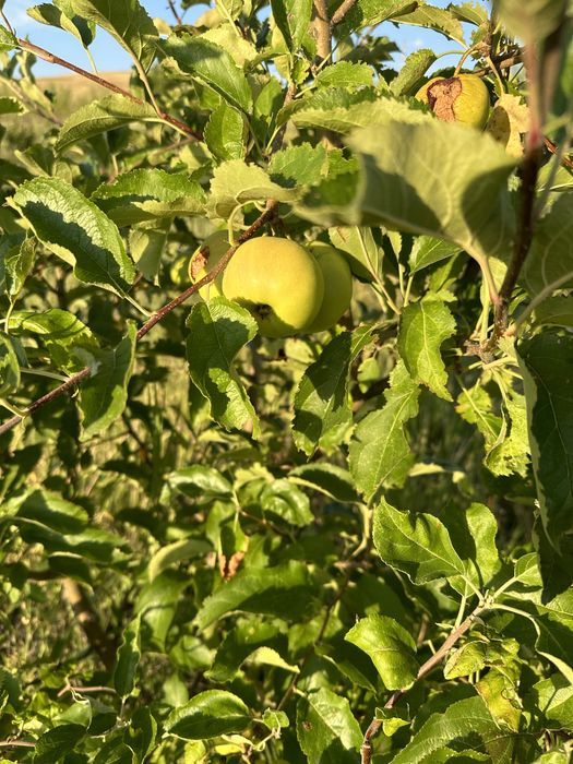 Срочно продается