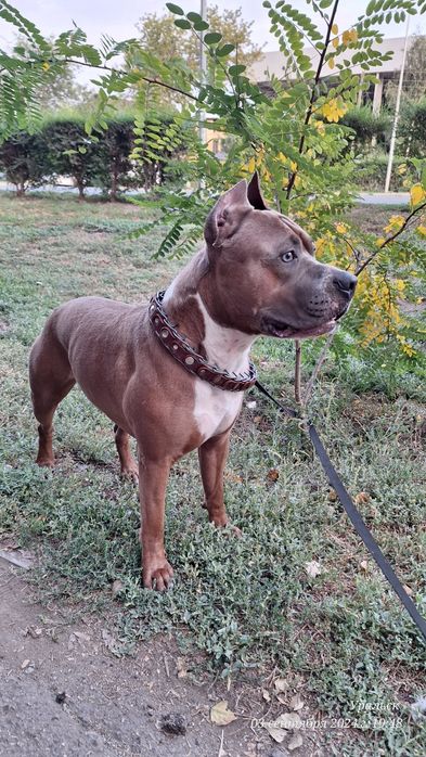 Амстафф ищет невесту.