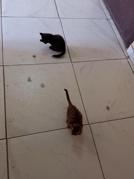 котята маленькие