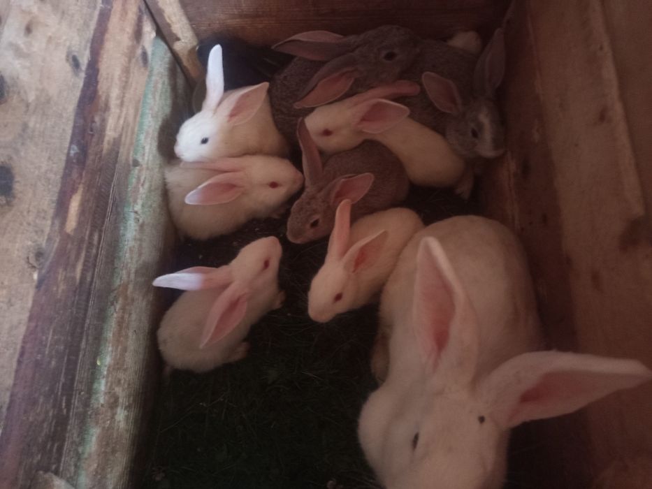 Iepuras caută altă casa