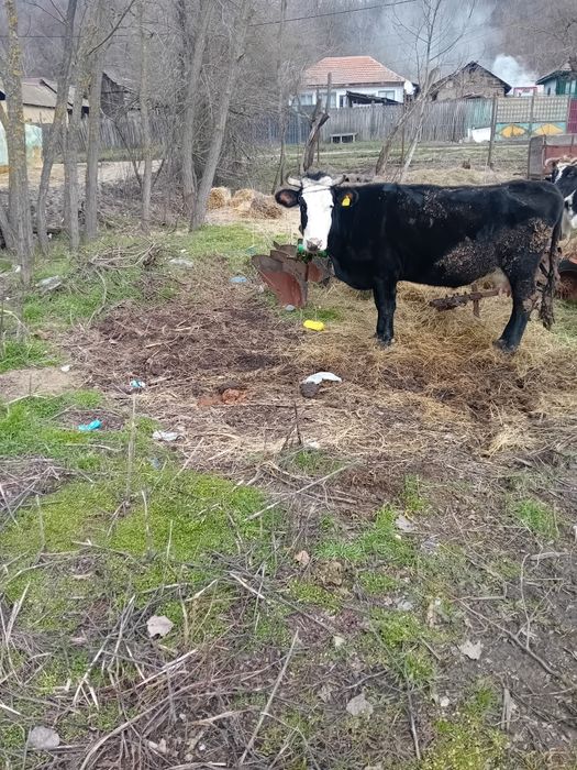 Vaca de lapte romanesca