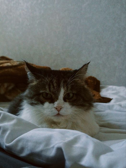 Отдам кошку в добрые руки