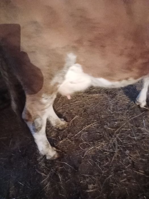 Vaca baltata romanesca