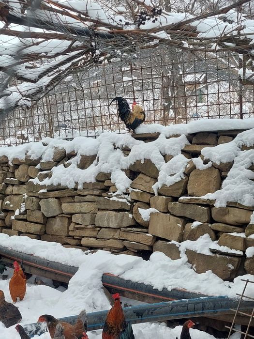 Vând găini talie mică