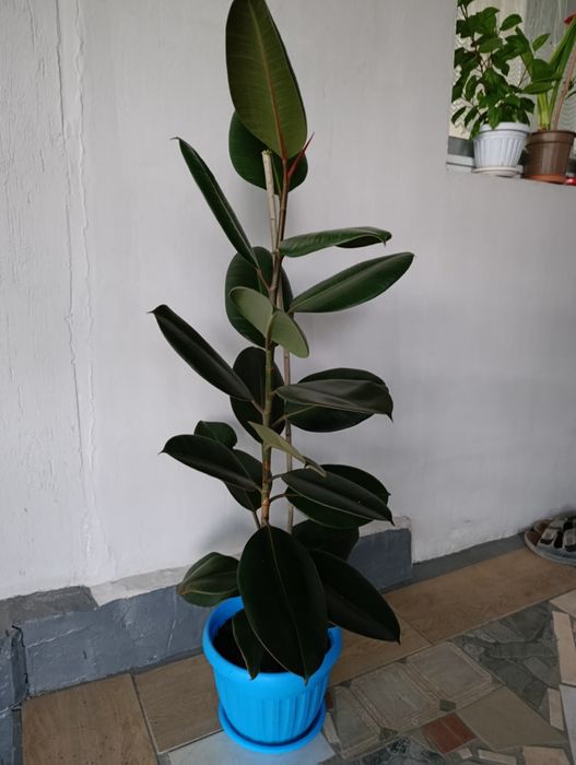 Каучуконосный фикус