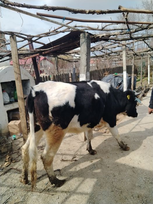 Vând  junca 1 an și 8 luni