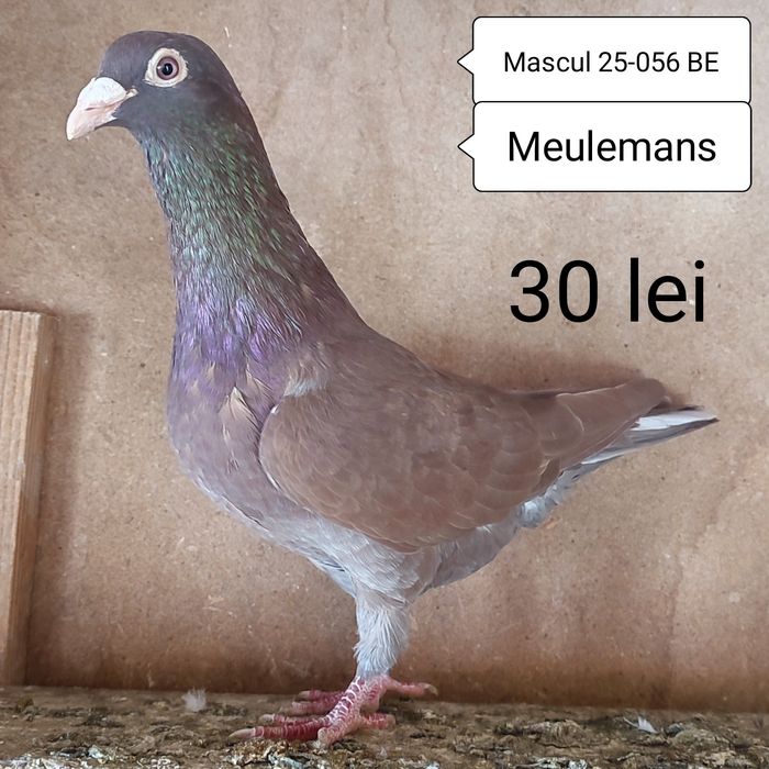 Porumbei voiajori de vanzare