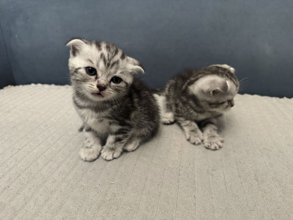Шотландские котята
