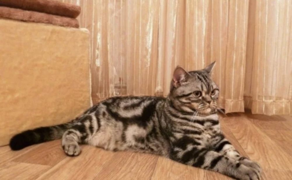 Вязка красавчика кота