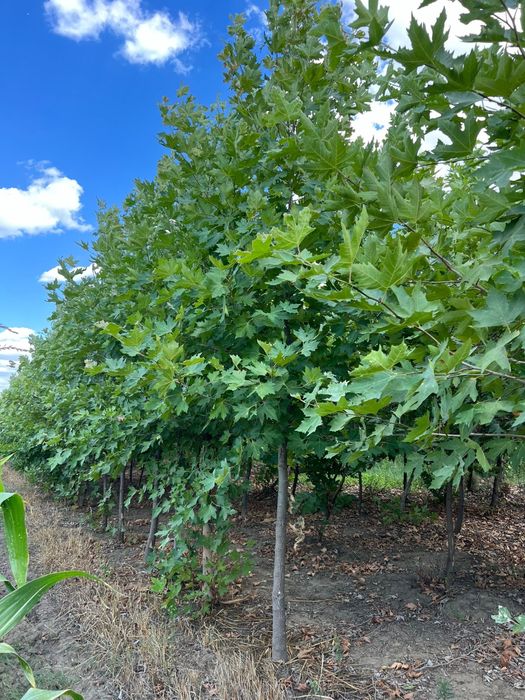 Vând copaci ornamentali-Mesteacan-tei-platan