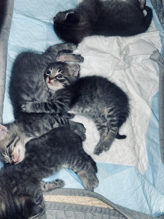 Шотландские вислоухие и прямоухие котята