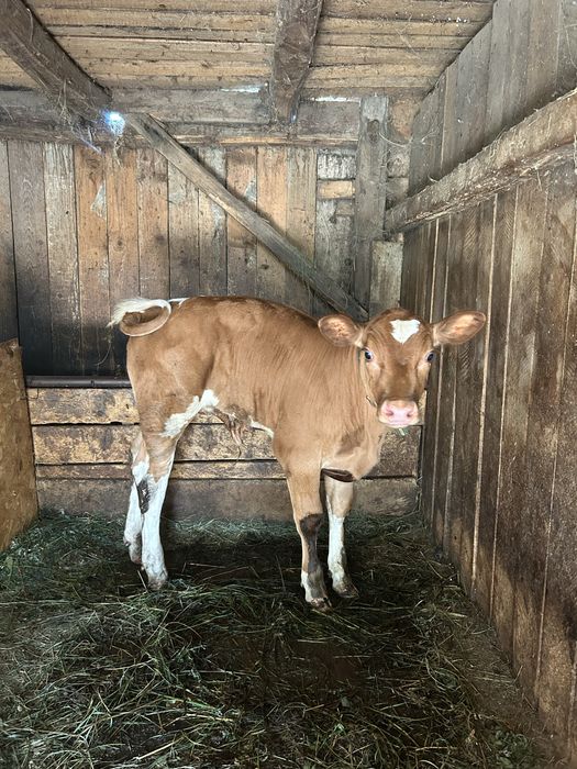 Vaca cu vitel !!