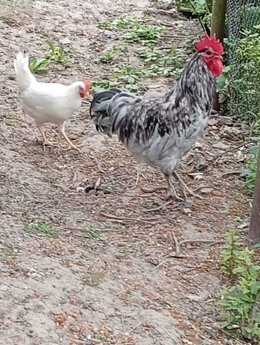 cocos rasa australorp gri