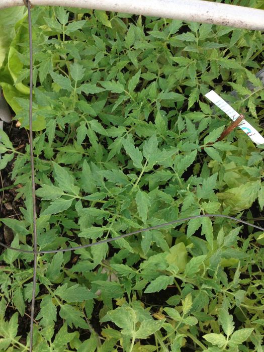 Био Разсад Домат Люти Чушки Чери Домати Тютюн Стари Селски Сортове